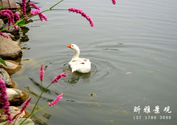 中国北方花园里的水景在冬季需要采取哪些防护措施？