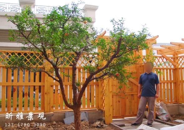 北京别墅花园设计中经常运用到的几种树木